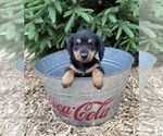 Small #4 Dachshund