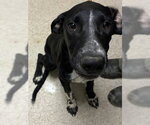 *MINION - Male Border Collie-Unknown Mix Dog for Adoption - Small photo