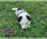 Small #9 Border Collie