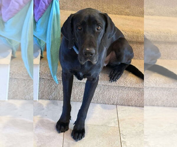 Medium Photo #2 Great Dane-Labrador Retriever Mix Puppy For Sale in Bullard, TX, USA