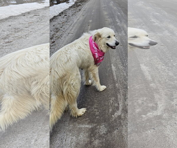 Medium Photo #10 Great Pyrenees-Unknown Mix Puppy For Sale in Croydon, NH, USA