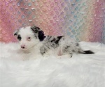 Small Photo #16 Border Collie Puppy For Sale in BLAKESBURG, IA, USA