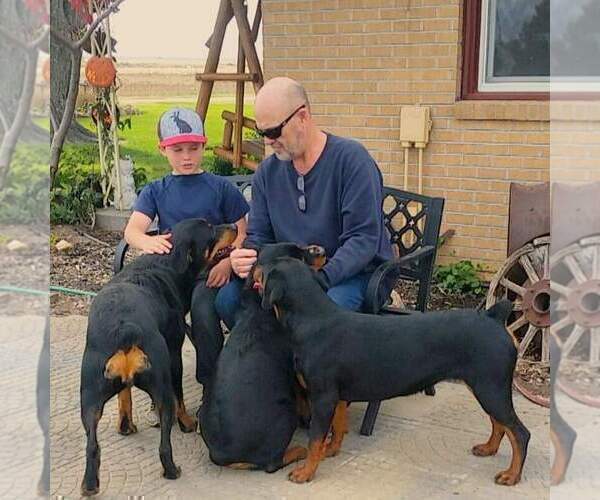 Medium Photo #23 Rottweiler Puppy For Sale in BRIGHTON, CO, USA