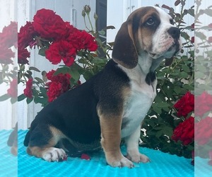 Beabull Puppy for sale in ARTHUR, IL, USA