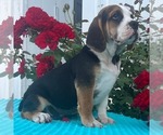 Small Beabull