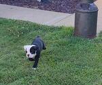 Small #8 Olde English Bulldogge