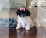 Small #2 Maltipoo-Poodle (Toy) Mix