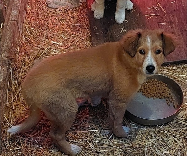Medium Photo #5 English Shepherd Puppy For Sale in VAN WERT, OH, USA