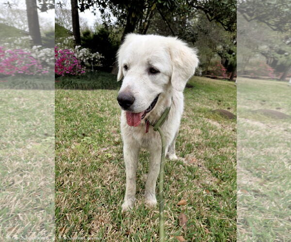 Medium Photo #2 Great Pyrenees Puppy For Sale in Spring, TX, USA