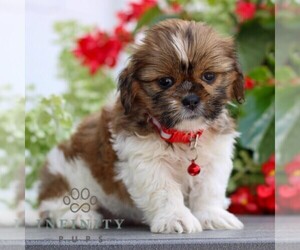 Shih Tzu Puppy for sale in GORDONVILLE, PA, USA