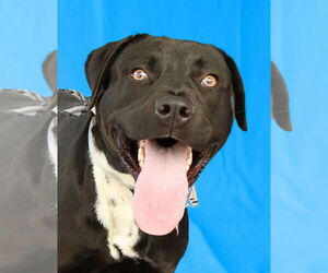 American Pit Bull Terrier-Labrador Retriever Mix Dogs for adoption in Pasadena, CA, USA