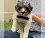 Small #2 Bernedoodle (Miniature)