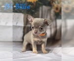 Small #2 Chihuahua