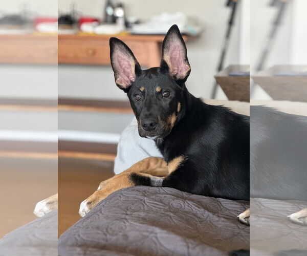 Medium Photo #24 German Shepherd Dog Puppy For Sale in Seattle, WA, USA