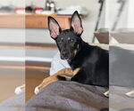 Small #23 German Shepherd Dog