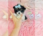 Small #12 Biewer Terrier