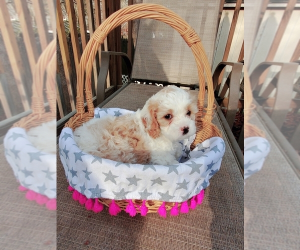 Medium Photo #4 Cavapoo Puppy For Sale in SUMMERVILLE, SC, USA