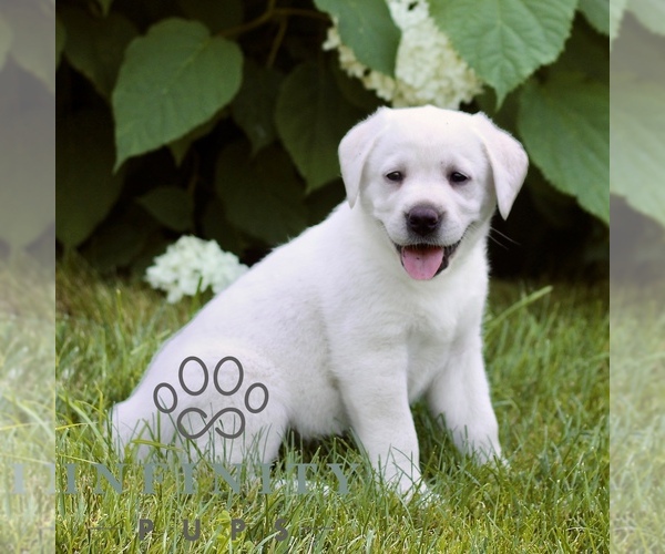 Medium Photo #4 Labrador Retriever Puppy For Sale in PARADISE, PA, USA