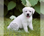 Small #3 Labrador Retriever