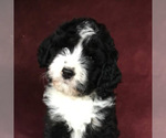 Small Photo #3 Golden Retriever Puppy For Sale in BLOUNTVILLE, TN, USA