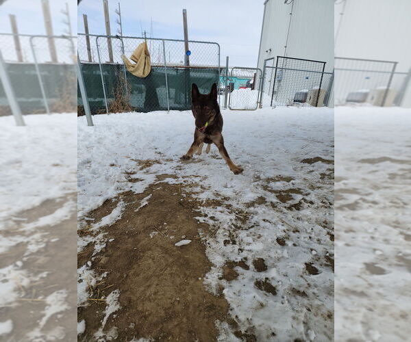 Medium Photo #4 German Shepherd Dog-Unknown Mix Puppy For Sale in Evansville, IN, USA