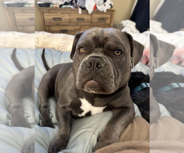 Medium Photo #4 Bulldog Puppy For Sale in Chandler, AZ, USA