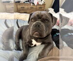 Small #3 Bulldog
