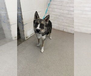German Shepherd Dog-Unknown Mix Dogs for adoption in San Bernardino, CA, USA