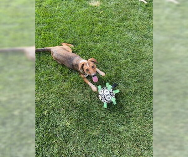 Medium Photo #5 Dachshund-Unknown Mix Puppy For Sale in Denver , CO, USA