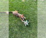 Small #4 Dachshund Mix