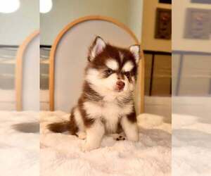 Pomsky Puppy for sale in LINCOLN, NE, USA