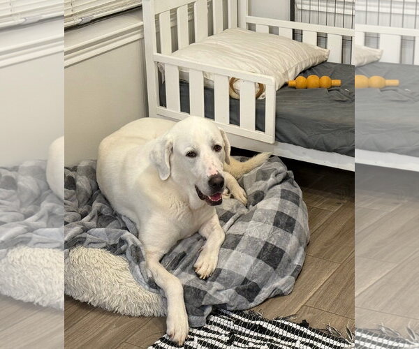 Medium Photo #2 Great Pyrenees-Unknown Mix Puppy For Sale in Houston, TX, USA