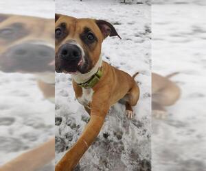 American Staffordshire Terrier-Unknown Mix Dogs for adoption in Akron, OH, USA