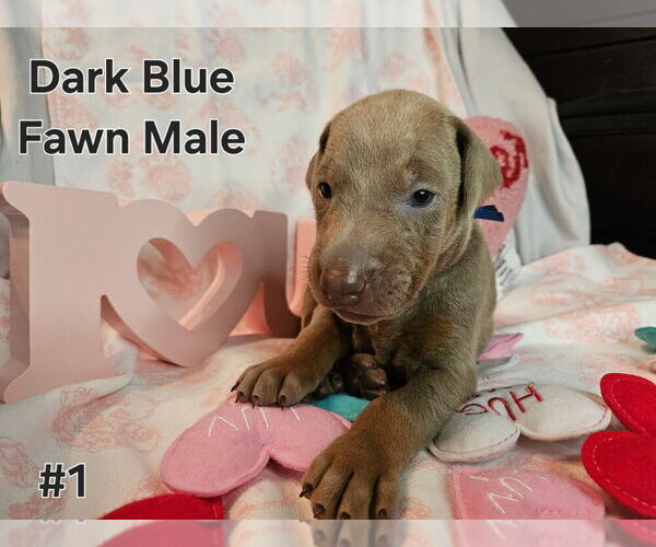 Medium Photo #1 Doberman Pinscher Puppy For Sale in CLINTON, OH, USA