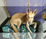 Small #15 Collie-German Shepherd Dog Mix