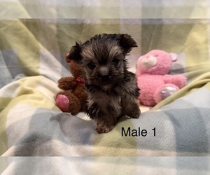 Morkie Puppy for sale in GUTHRIE, KY, USA