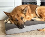 Small #1 German Shepherd Dog