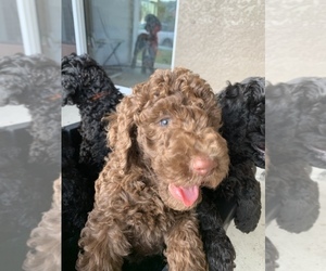 Double Doodle Puppy for sale in NORTH PORT, FL, USA