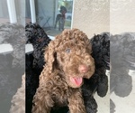 Small Photo #1 Double Doodle Puppy For Sale in NORTH PORT, FL, USA