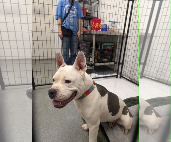 Medium Photo #7 American Pit Bull Terrier-Unknown Mix Puppy For Sale in Pottstown, PA, USA