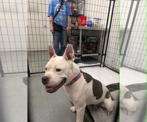 Liberty - Female American Pit Bull Terrier-Unknown Mix Dog for Adoption - Photo #7