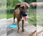 Small #5 Black Mouth Cur Mix