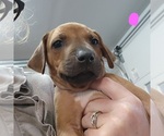 Puppy Pink Girl Rhodesian Ridgeback