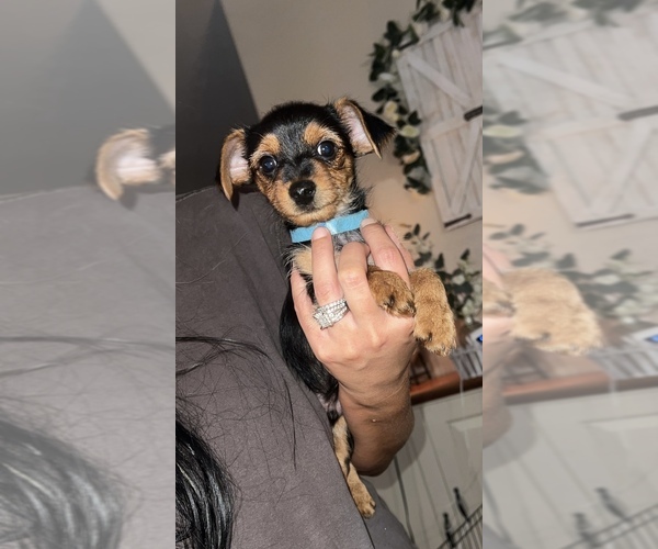Medium Photo #1 Yorkshire Terrier Puppy For Sale in LABELLE, FL, USA