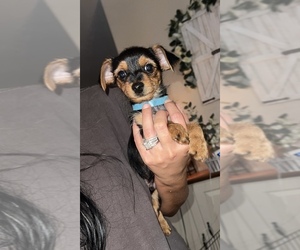 Yorkshire Terrier Puppy for sale in LABELLE, FL, USA