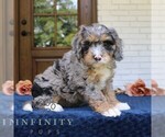 Small #2 Bernedoodle (Miniature)
