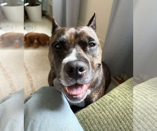 Medium Photo #20 Mutt Puppy For Sale in Philadelphia, PA, USA