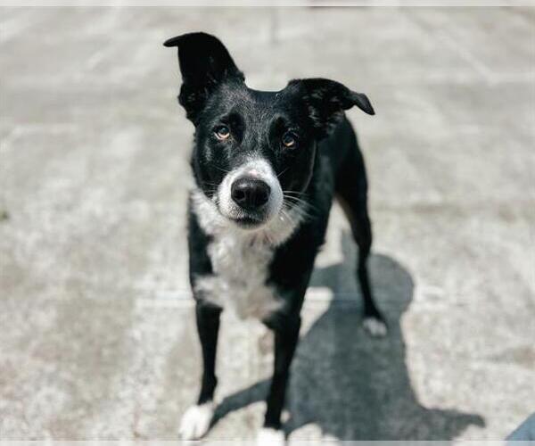 Medium Photo #1 Border Collie Puppy For Sale in McKinleyville, CA, USA
