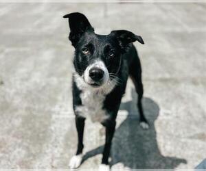 Border Collie Dogs for adoption in McKinleyville, CA, USA