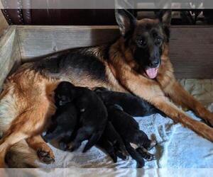 German Shepherd Dog Puppy for sale in COLUMBIA, SC, USA